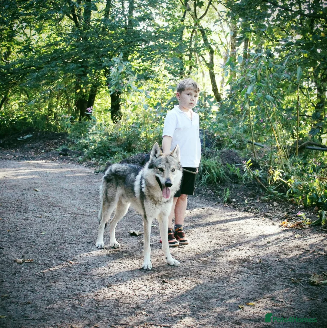 Saarloos Wolfdog dogs for stud: Czechoslovakian wolfdog for stud - Advert 2