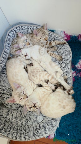 Bengal cats - Advert 3