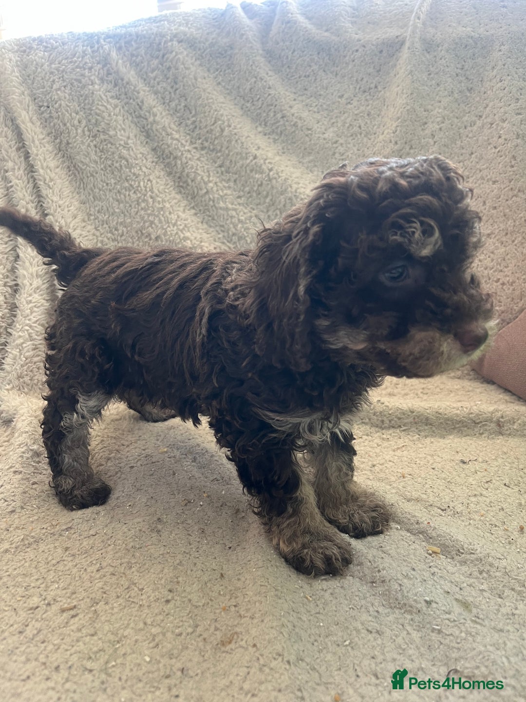 Toy Poodle dogs for sale: Toy poodle puppies - Advert 12
