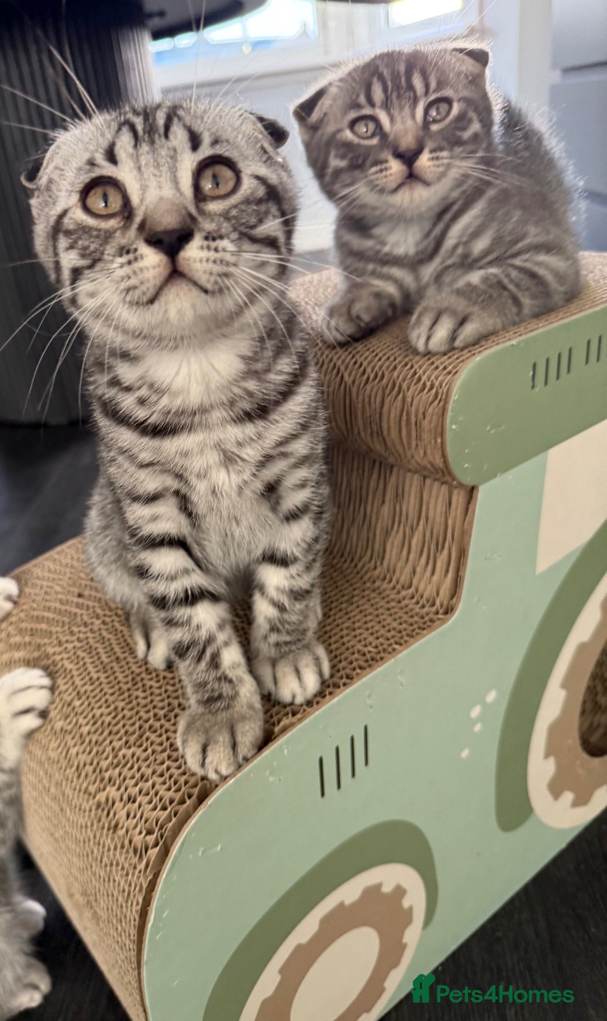 Scottish Fold cats Beautiful Silver Tabby Scottish Fold&Straight boys - Advert 11