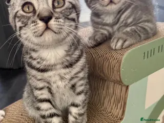 Scottish Fold cats Beautiful Silver Tabby Scottish Fold&Straight boys - Advert 11