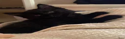 British Shorthair cats for sale: British shorthair blue (cross) kitten - Advert 22
