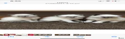 Ragdoll cats for sale: Sweet and cuddly  - Advert 6