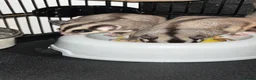 Sugar Glider rodents for sale: 2 female sugar glders in South Ockendon - Advert 33