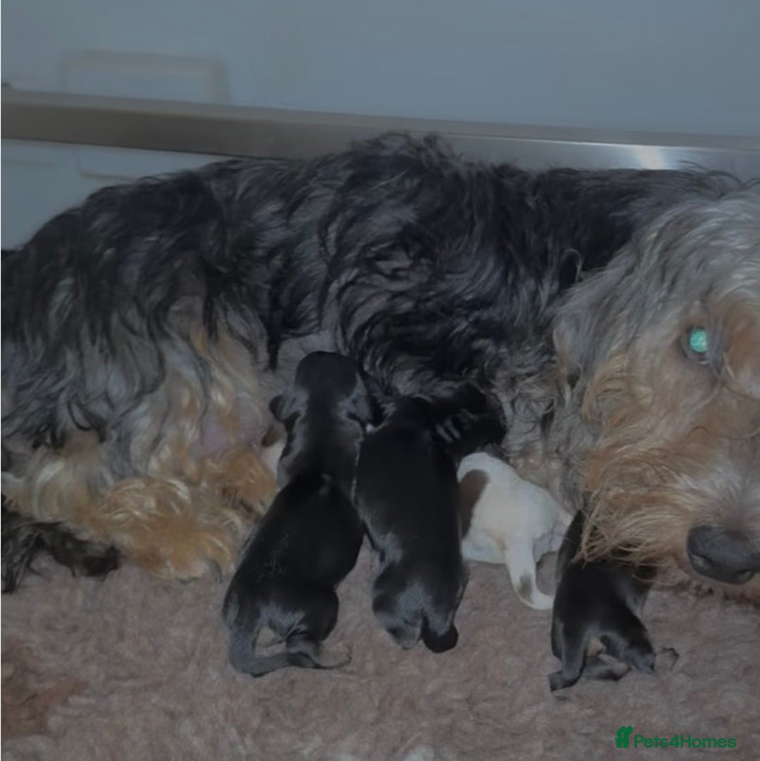 Dachshund dogs for sale: 5 star licensed breeder - Advert 4