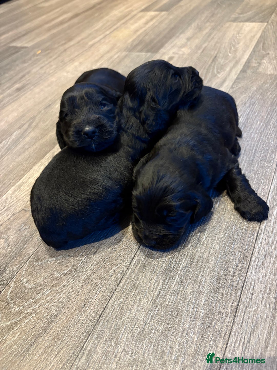 Cocker Spaniel dogs for sale: Beautiful show/working cocker spaniels 🐶🐾 - Advert 2