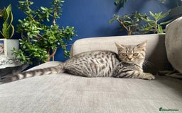 British Shorthair cats for sale: 2 Male British shorthairs. - Image 17