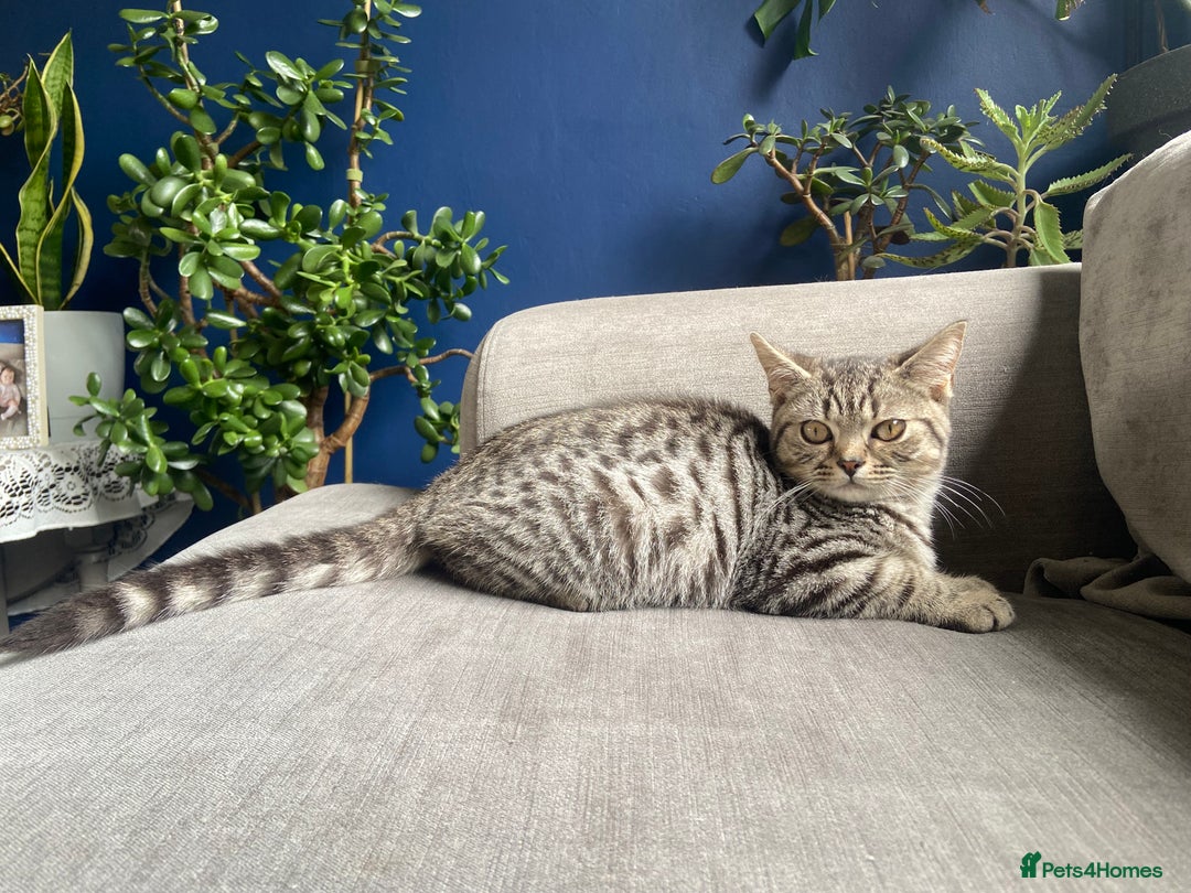 British Shorthair cats for sale: 2 Male British shorthairs. - Image 17