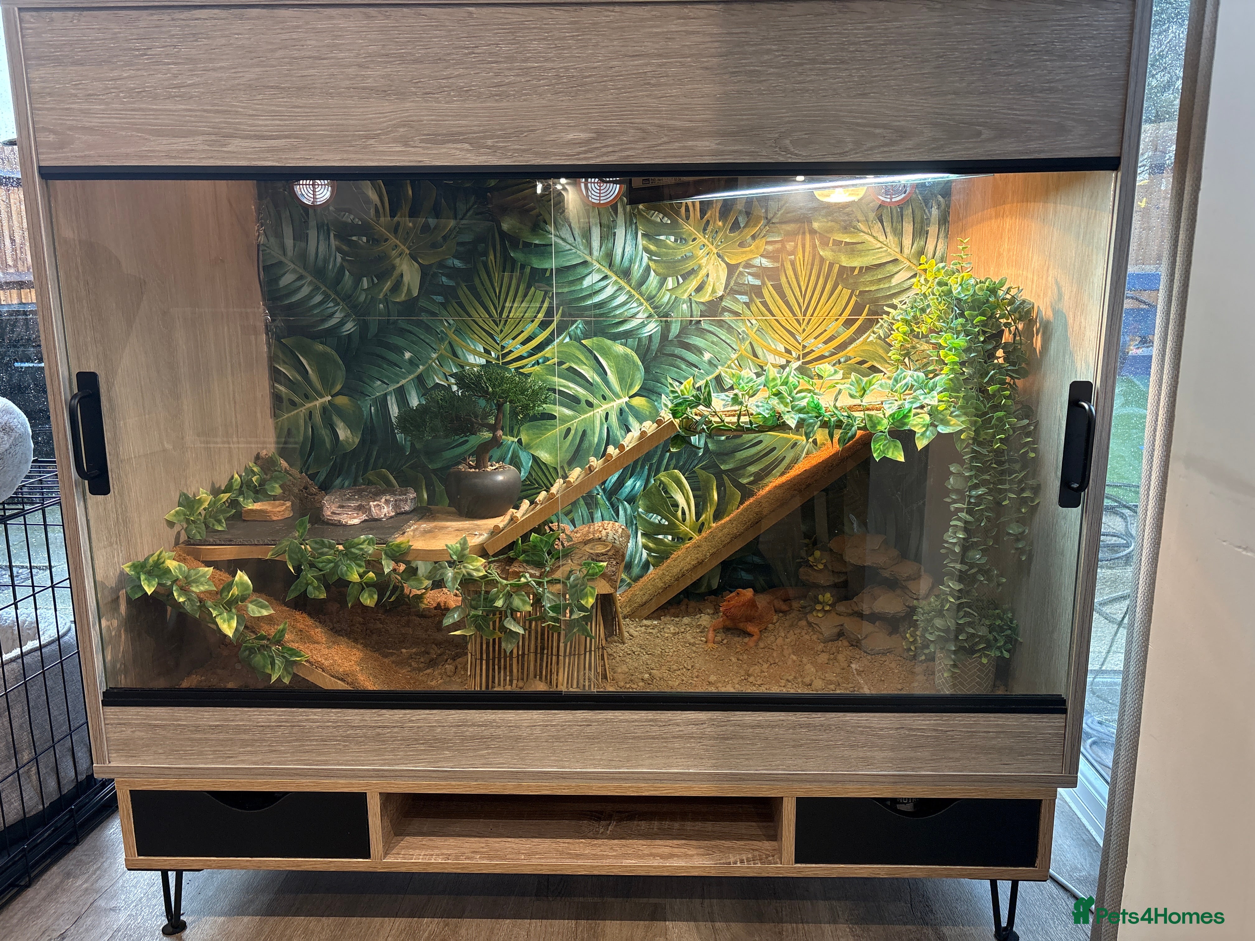 Bearded Dragon reptiles Female Bearded Dragon - full Luxury Vivarium Setup - Advert 1