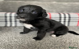 Mixed Breed dogs for sale: Cocker collie cross  - Image 13