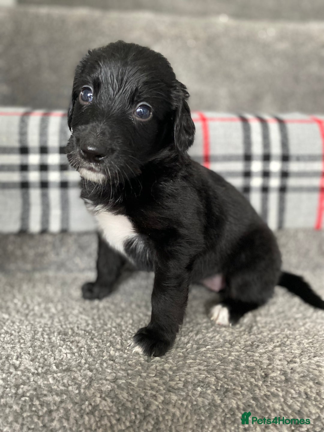 Mixed Breed dogs for sale: Cocker collie cross  - Image 13