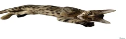 Bengal cats for sale:     Beautiful Rare Sepia Bengal × Savannah Cross  - Advert 5