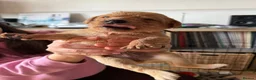 Labrador Retriever dogs for sale: One puppy left!! Health tested Labs-Yellow/Fox Red - Advert 10
