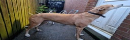 Lurcher dogs for adoption: BAILEY, male lurcher in rescue in Halifax - Advert 5