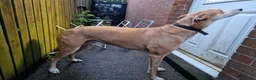 Lurcher dogs for adoption: BAILEY, male lurcher in rescue in Halifax - Advert 5