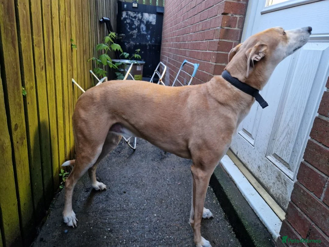 Lurcher dogs for adoption: BAILEY, male lurcher in rescue in Halifax - Advert 5