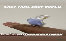 Budgerigars birds for sale: 100% SILLY TAME BABY BUDGIES - Image 1