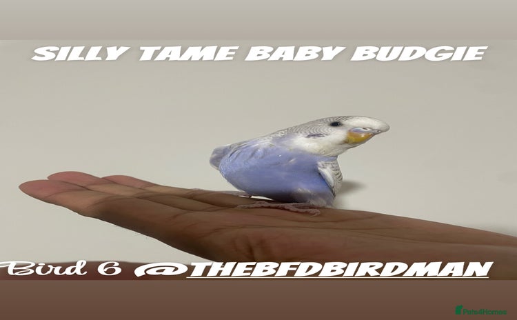 Budgerigars birds - Advert 4