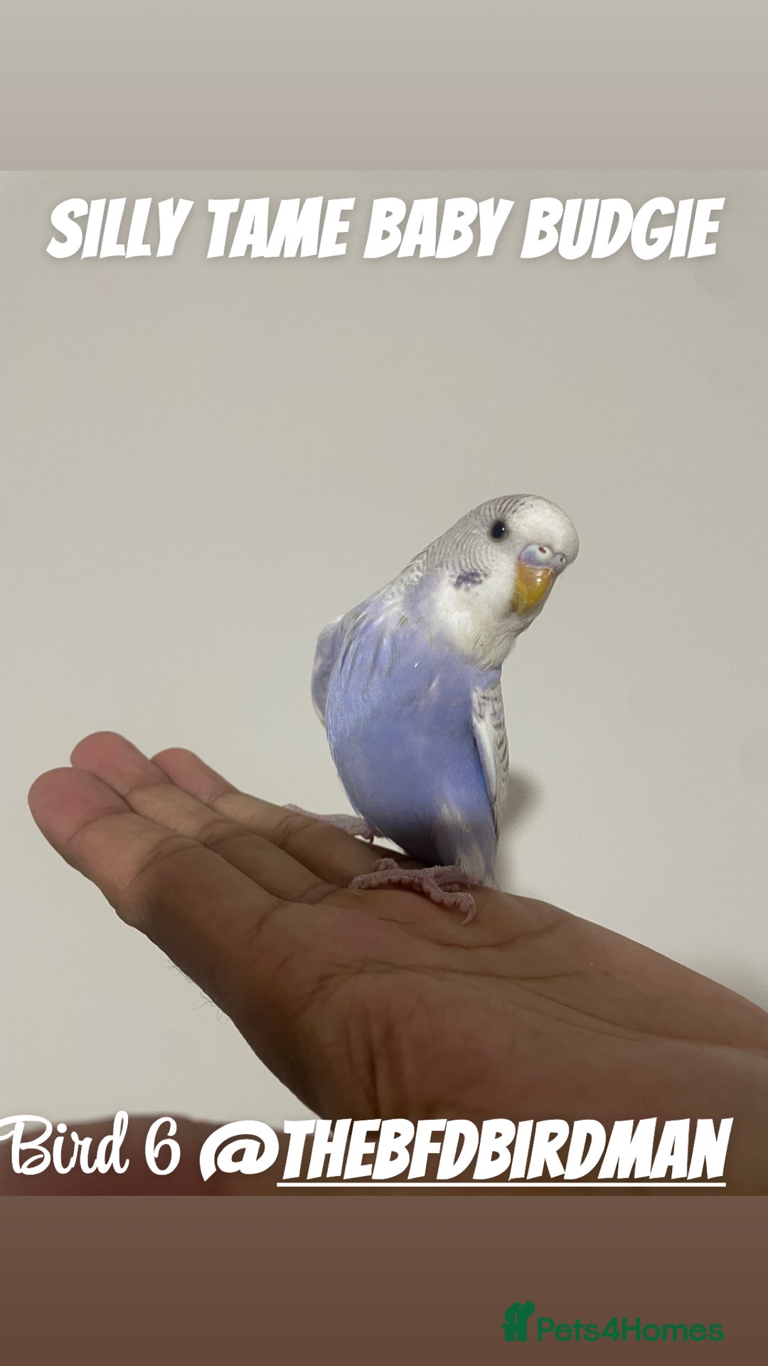 Budgerigars birds for sale: 100% SILLY TAME BABY BUDGIES - Image 1