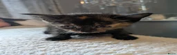 Mixed Breed cats for sale: Beautiful Kittens in Brierley Hill - Advert 6