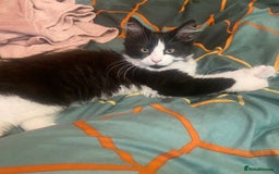 Mixed Breed cats for sale: Brother and sister  - Image 2