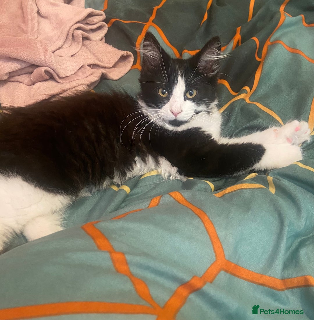 Mixed Breed cats for sale: Brother and sister  - Image 2