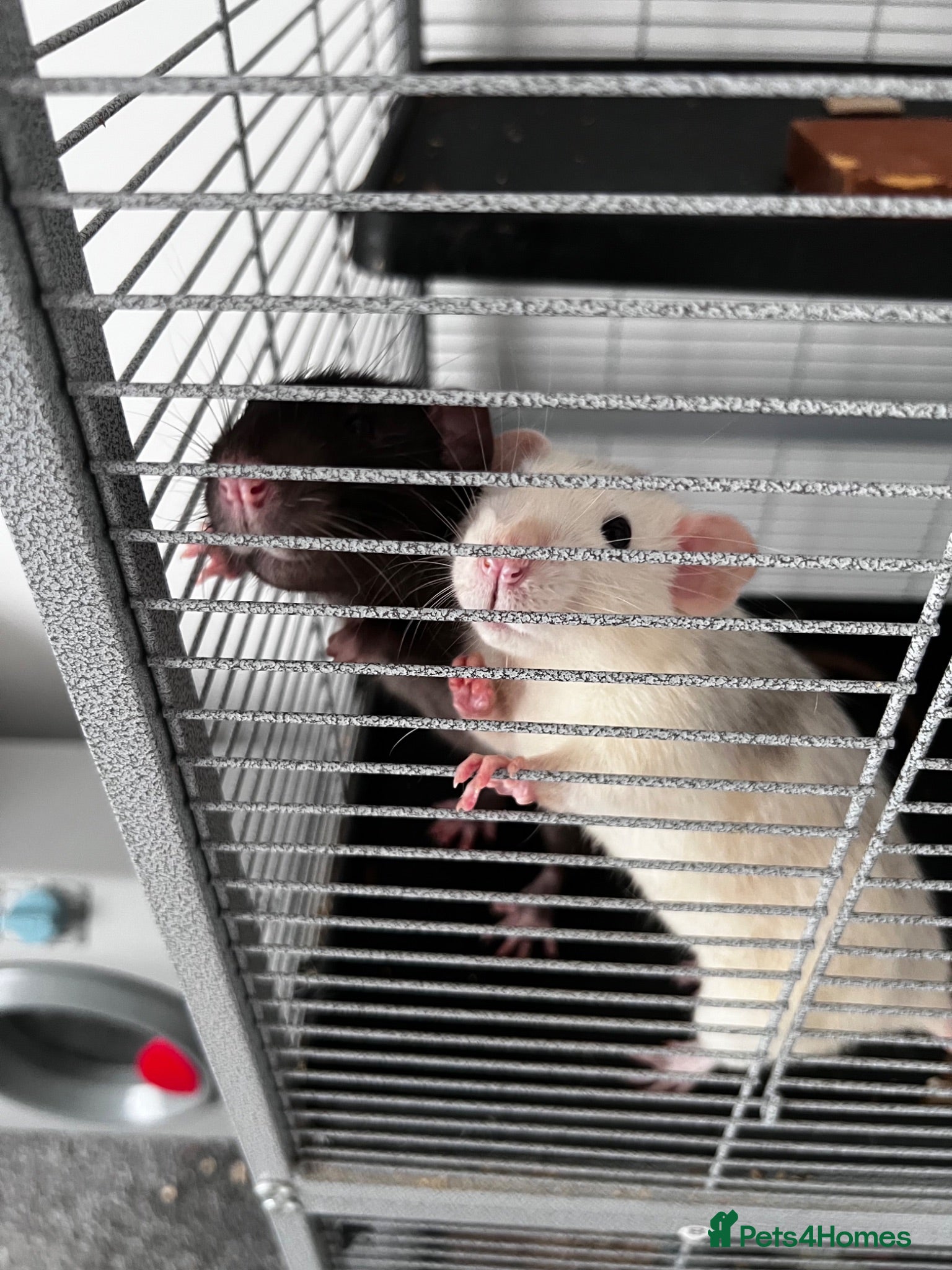 Rat rodents 2 rats both males  - Advert 1