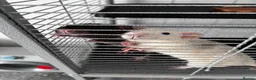 Rat rodents for sale: 2 rats both males  in Huntingdon - Advert 1