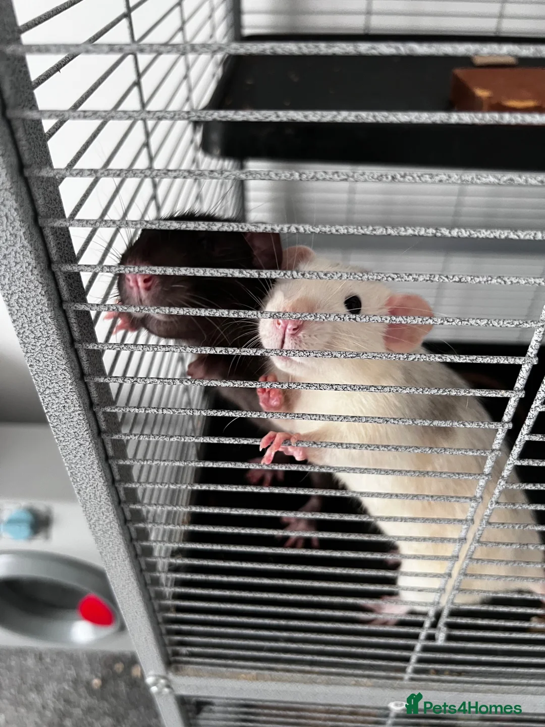Rat rodents for sale: 2 rats both males  in Huntingdon - Advert 1