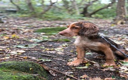 Cocker Spaniel dogs for sale: Working cocker for sale (Mylo)  - Image 4