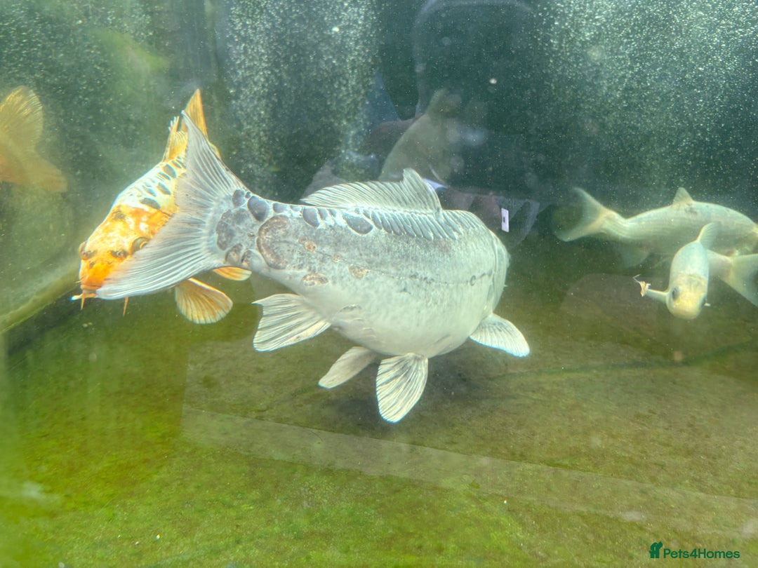 Other/Mixed Breed fish for sale: Koi carp, orphs, mirror carp - Image 8