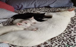 Turkish Angora cats for sale: Mr.Oleksii - Image 2