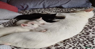 Turkish Angora cats - Advert 3