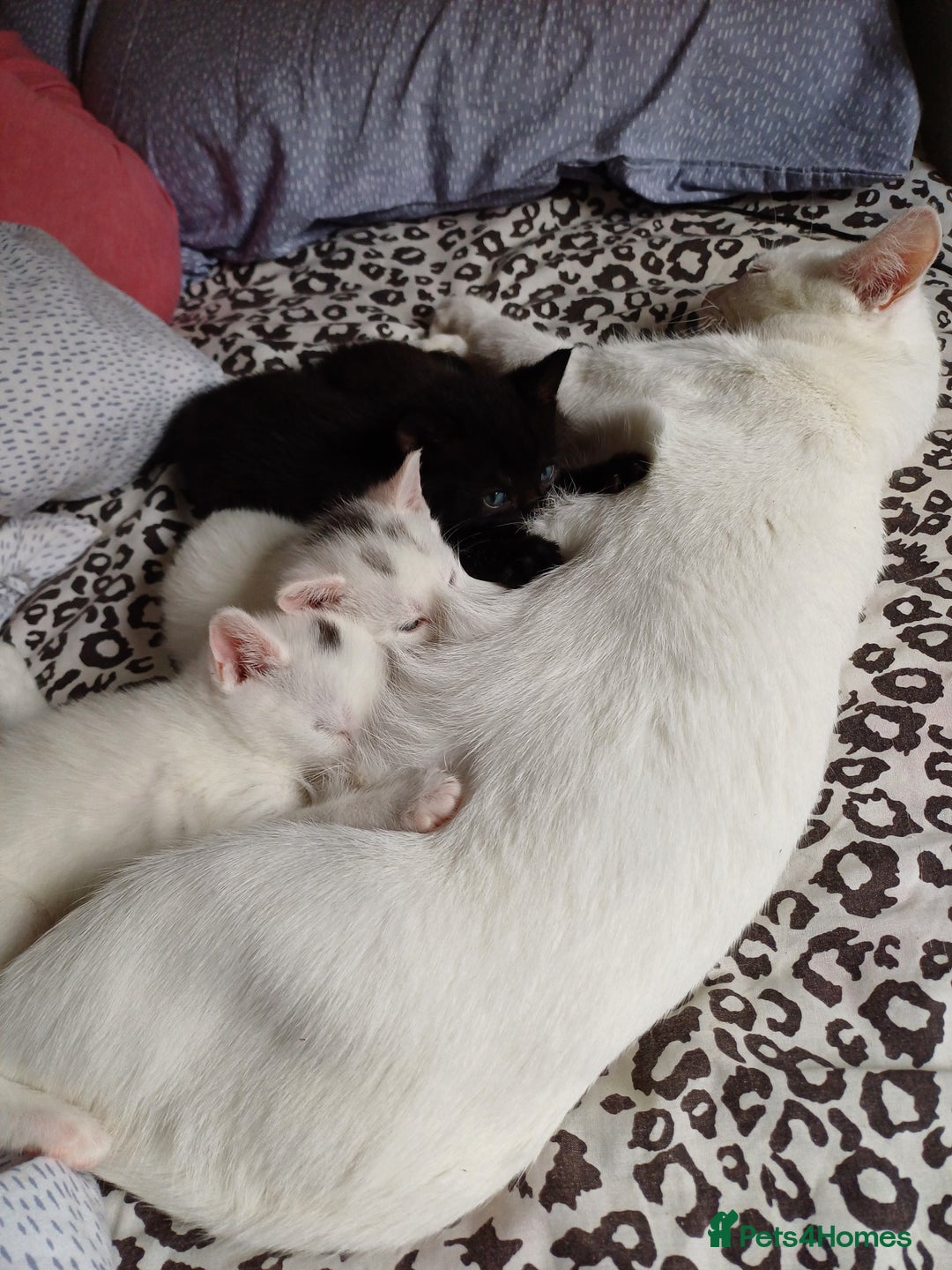 Turkish Angora cats for sale: Mr.Oleksii - Image 2