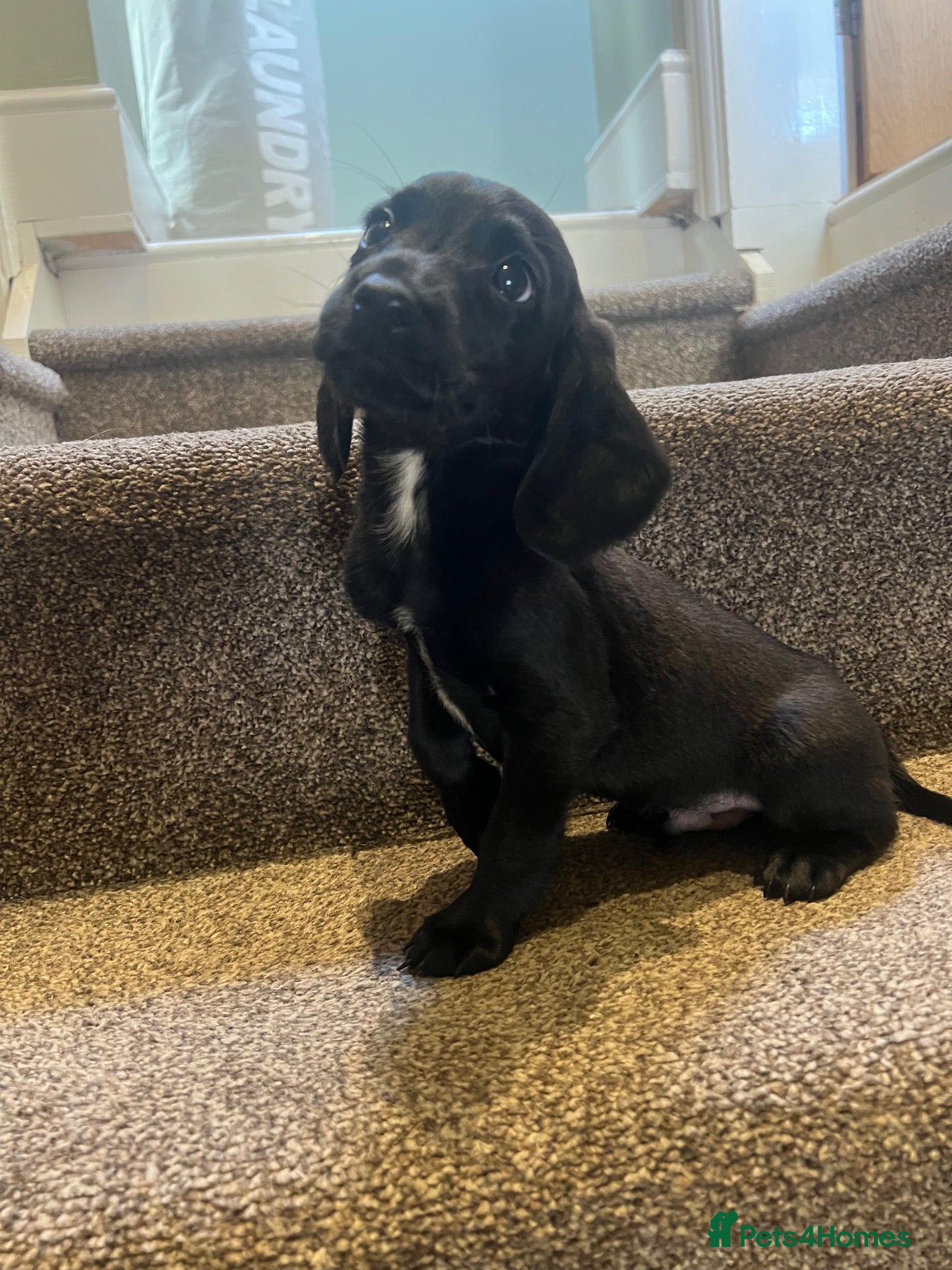 Mixed Breed dogs ESS x Bavarian puppies from working parents  - Advert 2