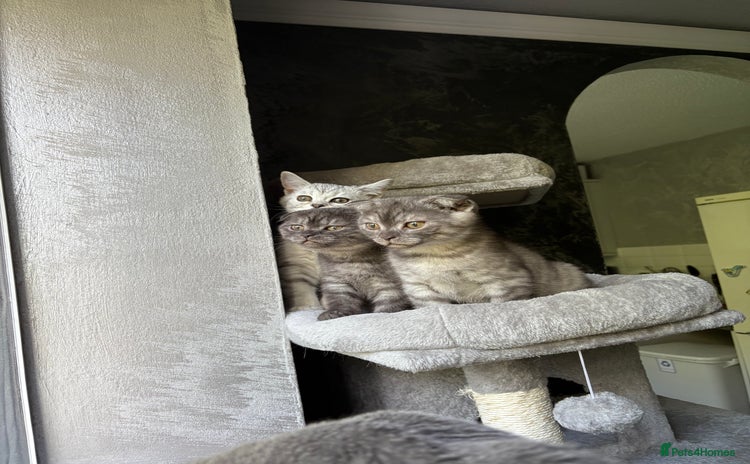 Scottish Fold cats - Advert 8
