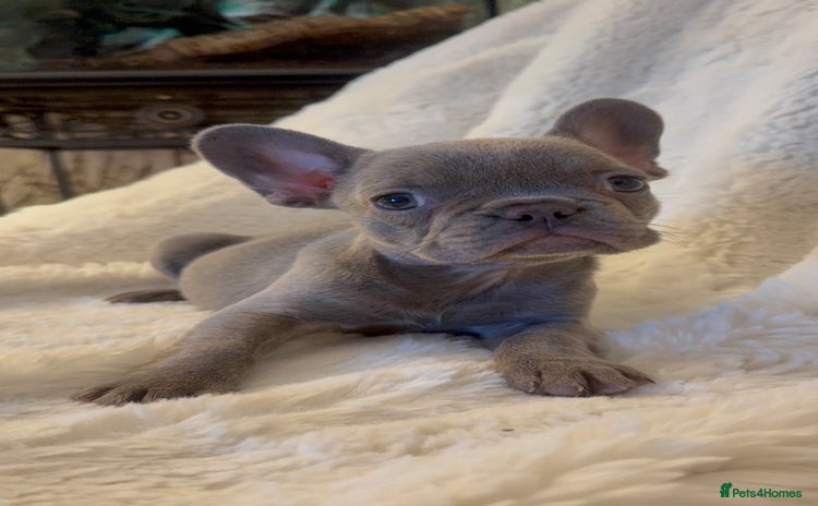 French Bulldog dogs - Advert 6