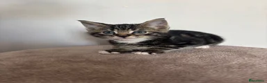 Boy 2
