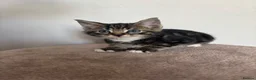 Mixed Breed cats for sale: Three Handsome Tabbies for sale!  in Fareham - Advert 19