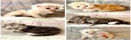 Maine Coon cats for sale: Stunning Maine Coon kittens in Droitwich - Advert 1