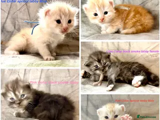 Maine Coon cats Stunning Maine Coon kittens - Advert 3