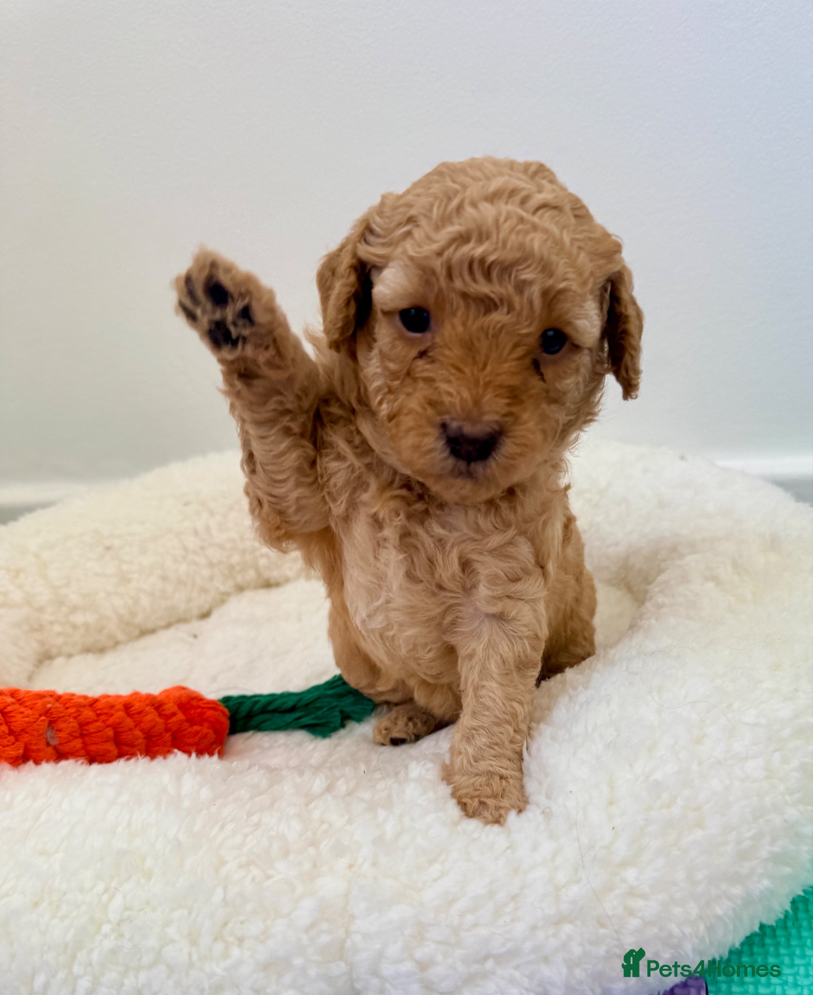 Cockapoo dogs ✨Exceptional F1BB Cockapoo Puppies✨ - Advert 10
