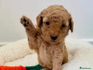 Cockapoo dogs ✨Exceptional F1BB Cockapoo Puppies✨ - Advert 1