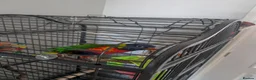 Lorikeets birds for sale: Rainbow lorikeet  - Advert 4