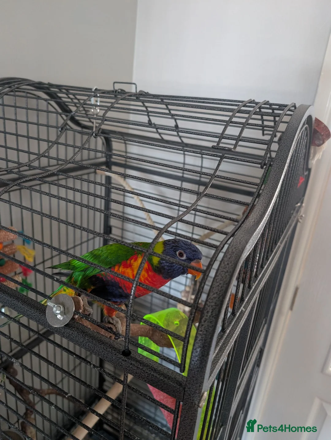 Lorikeets birds for sale: Rainbow lorikeet  - Advert 4