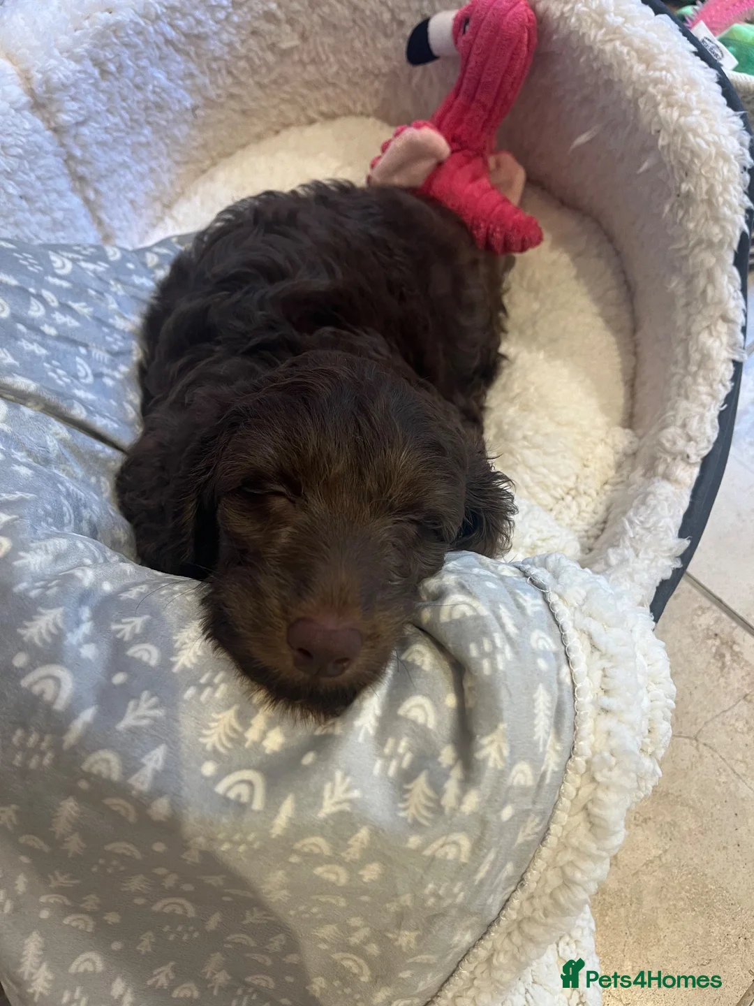 Doxiepoo dogs for sale: Male doxiepoo pup  - Advert 11