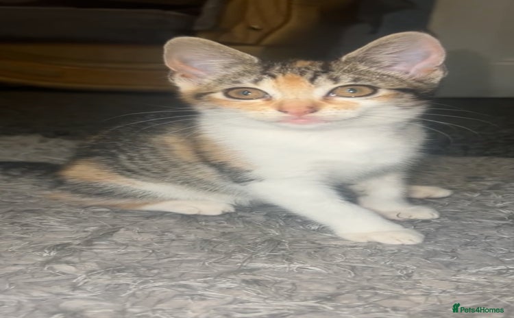 Mixed Breed cats - Advert 15