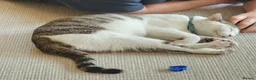 Mixed Breed cats for sale: Amber - adult female - Advert 3
