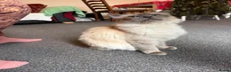 Birman cats for sale: Birman kittens  - Advert 2