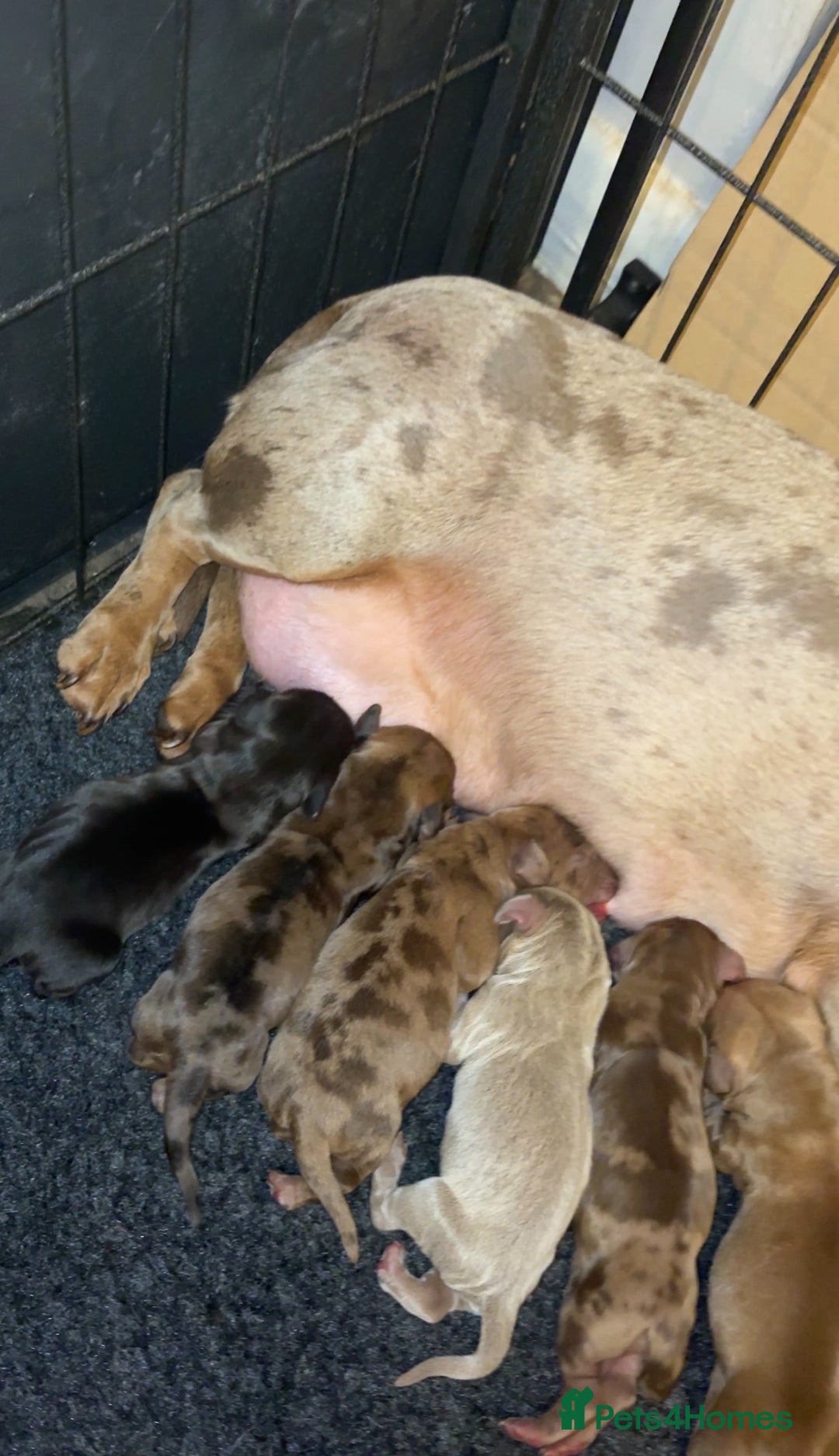 Miniature Dachshund dogs for sale: Smooth Haired Miniature Dachshunds - Advert 2